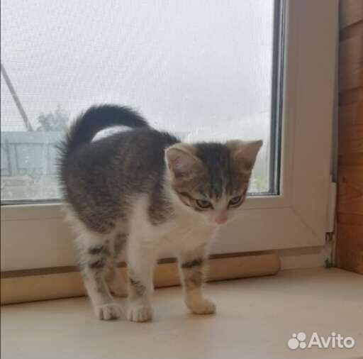 Котенок девочка ищет дом