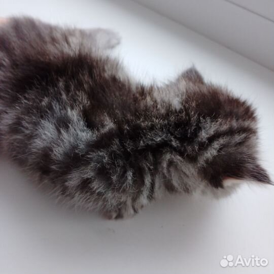 Шотландские вислоухие котята