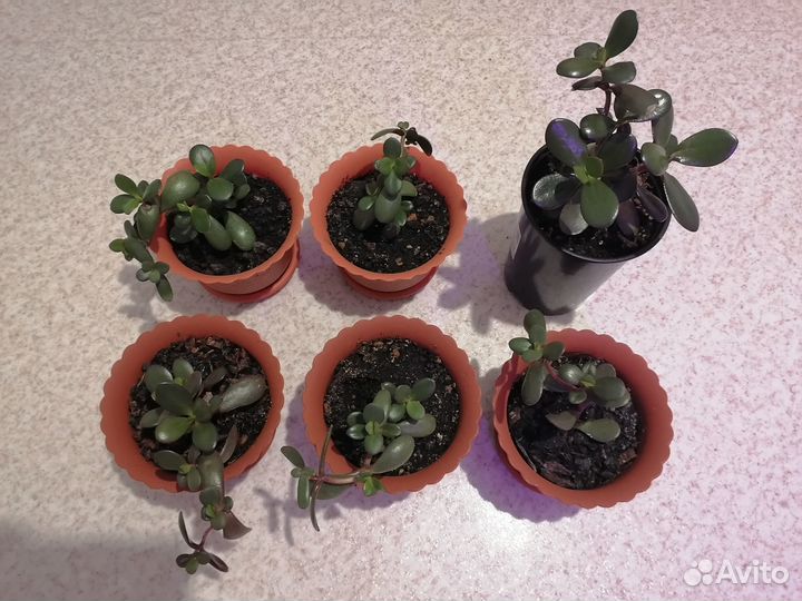 Денежное дерево толстянка крассула