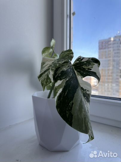 Монстера Альба