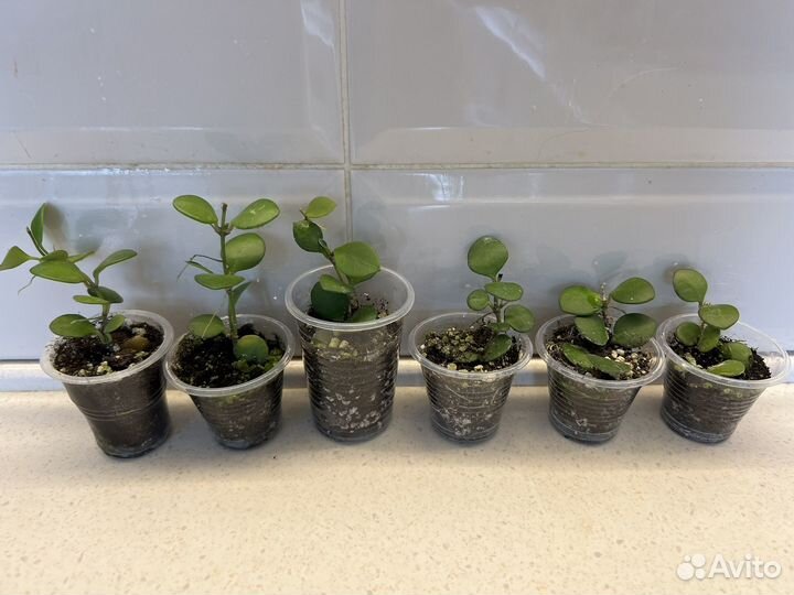 Хойи взрослые и укорененные черенки