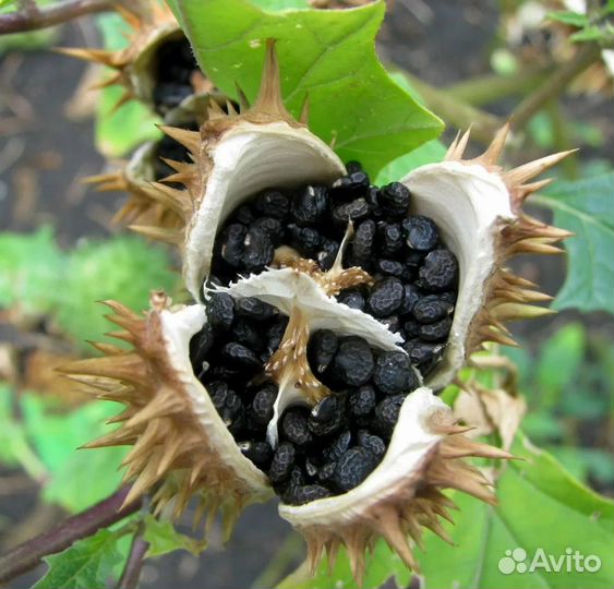 Дурмана семена