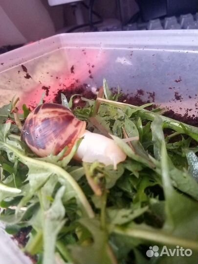 Улитки ахатины