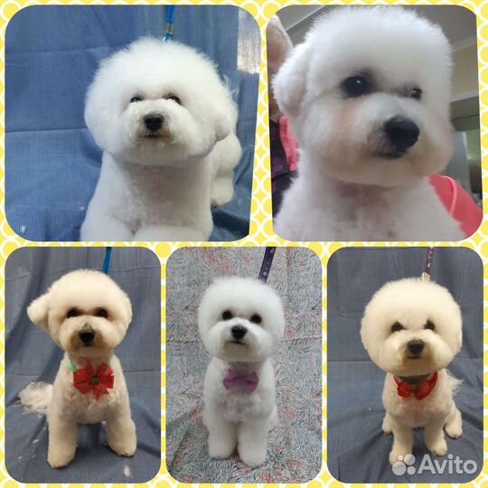 Уход за Вашими питомцами (стрижка, груминг)