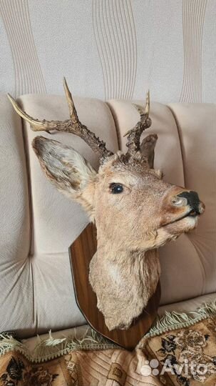 Чучело косули, козы