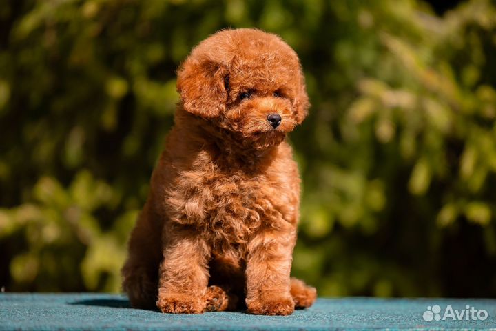 Той-пудель мальчик и девочка
