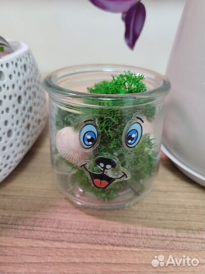 Набор комнатных растений 8 шт