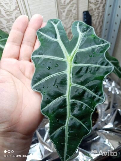 Алоказия полли домашняя