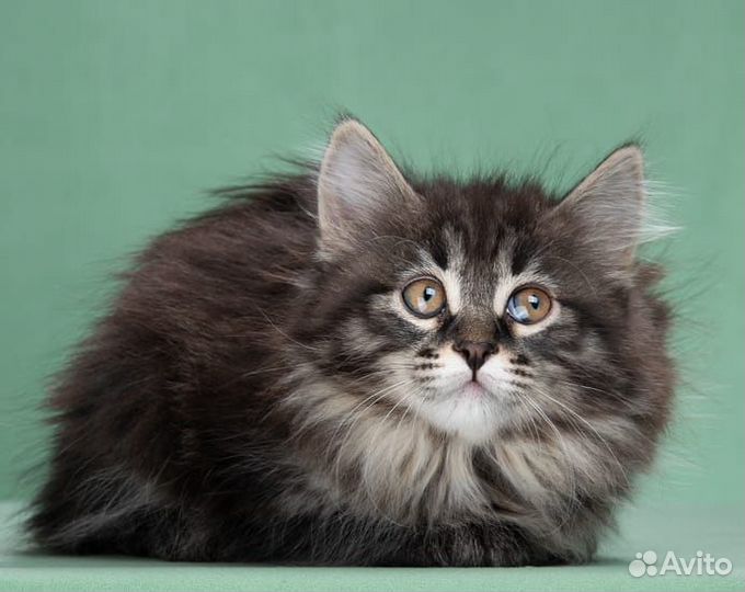 Курильский бобтейл. Котята