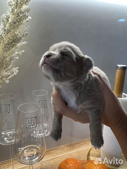 Щенки чихуахуа