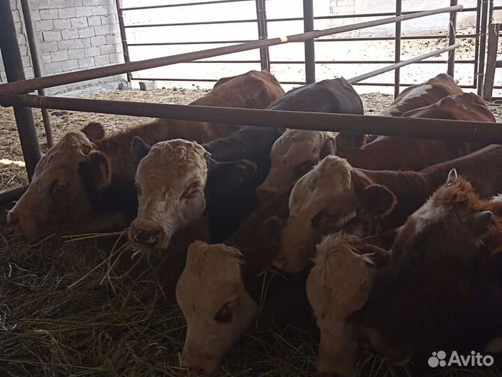 Телята бычки