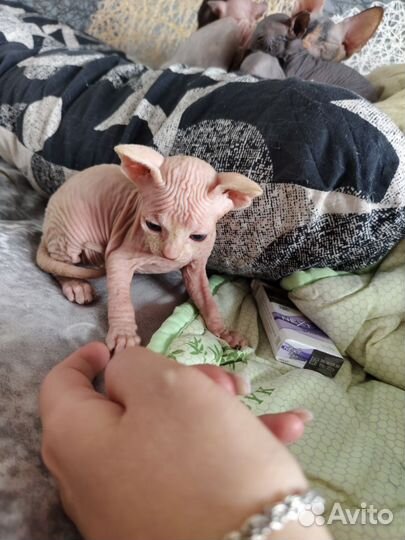 Канадский сфинкс