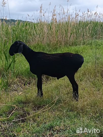 Баран гиссарский