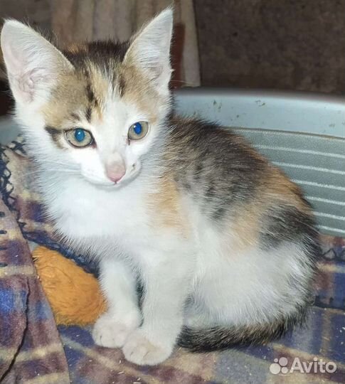 Котенок девочка 3 мес