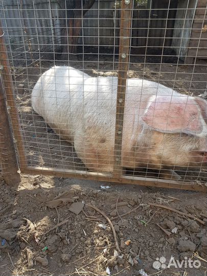 Хряк на племя