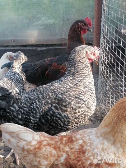 Петухи молодые