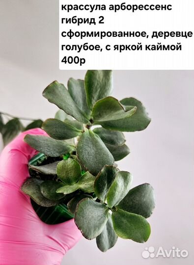 Крассула