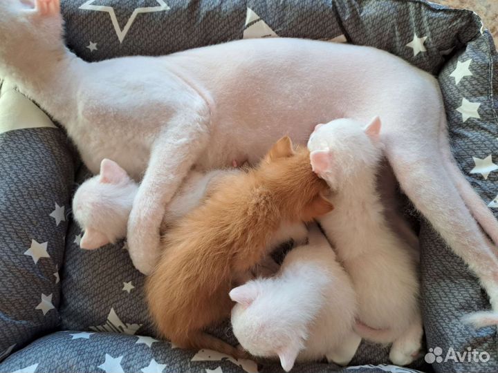 Котята в добрые руки