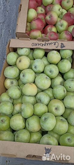 Яблоки оптом
