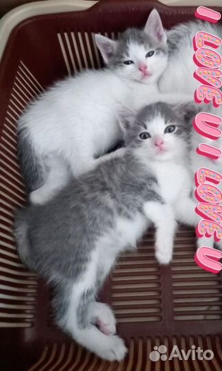 Котята мальчики 2мес