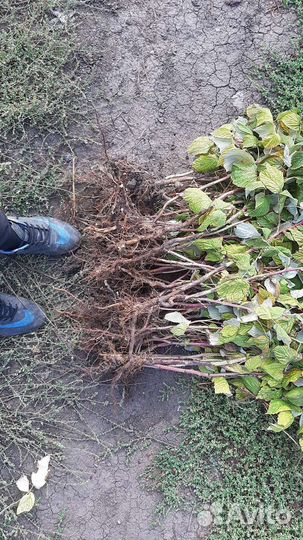 Саженцы Клубники Малины