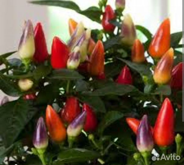 Перец комнатный острый Акапулько