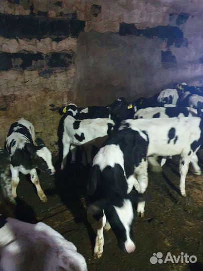 Телята бычки