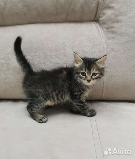 Малышка в добрые руки 1.1 месяц