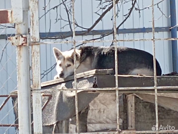 Отдам в хорошие руки