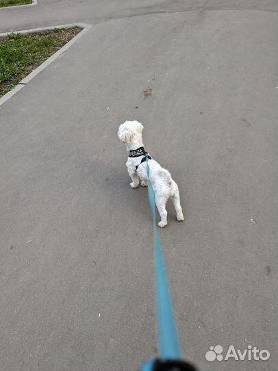 Выгул собак, передержка животных