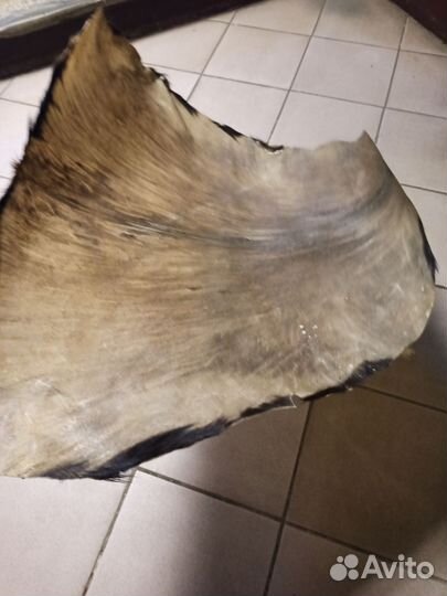 Кожа Гвинея, Мали и ремонт джембе