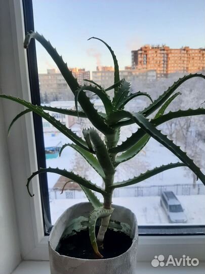 Алоэ лечебный