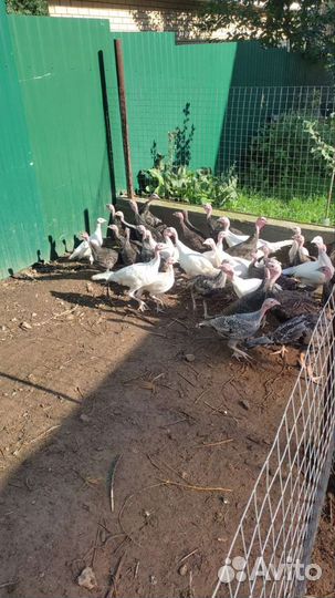 Индюки домашние