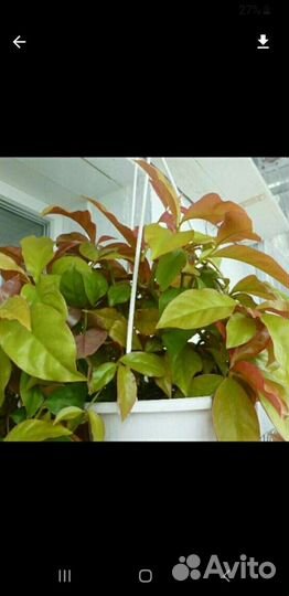 Молочай миля и др цветы