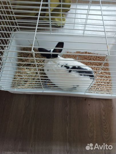 Декоративные карликовые