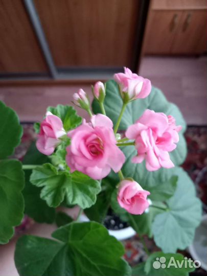 Пеларгония Античная роза, Nansi