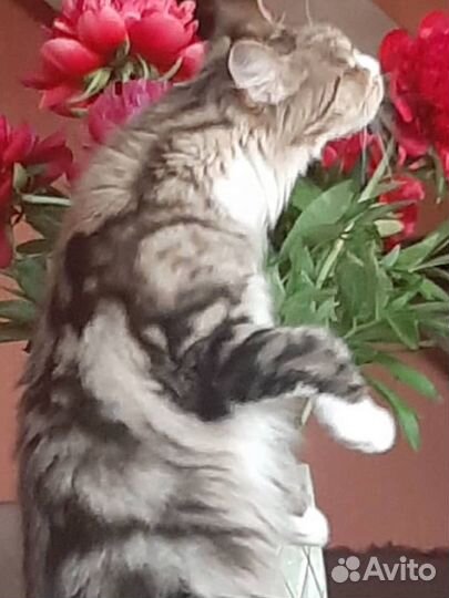 Кошка мейкун в резерве