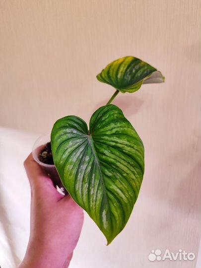 Филодендрон мамей