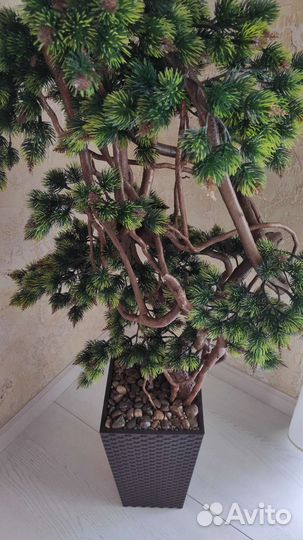 Ель горная под бонсай 1.5м