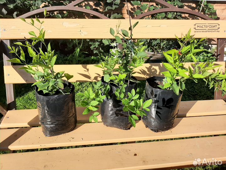 Клематис мелкоцветковый