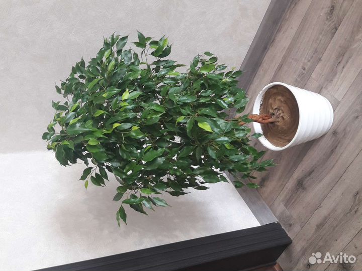 Фикус бенджамина Наташа