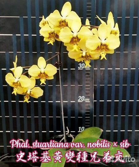 Орхидея stuartiana var. nobilis sib арома
