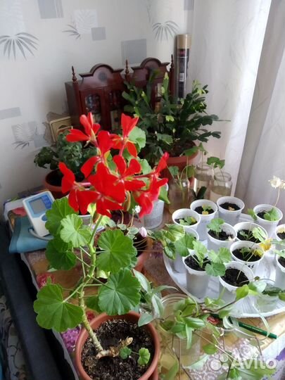 Пеларгония герань