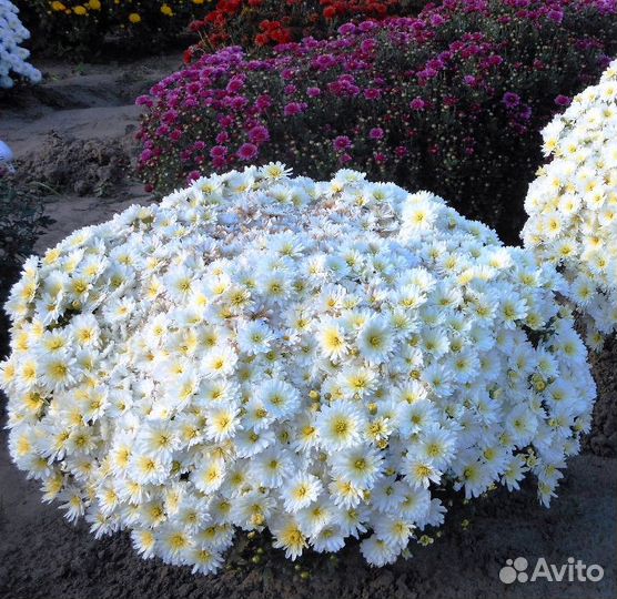 Хризантемы мультифлора