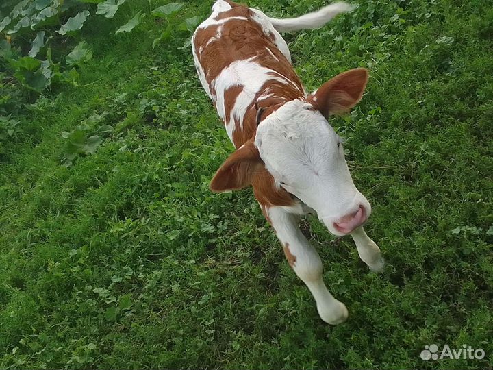 Продам телочку