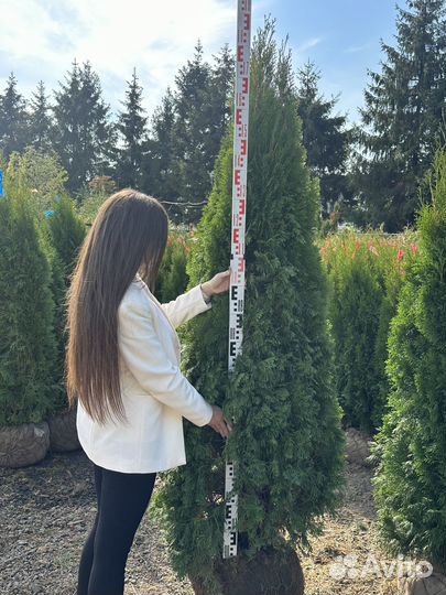 Туя Смарагд Экстра