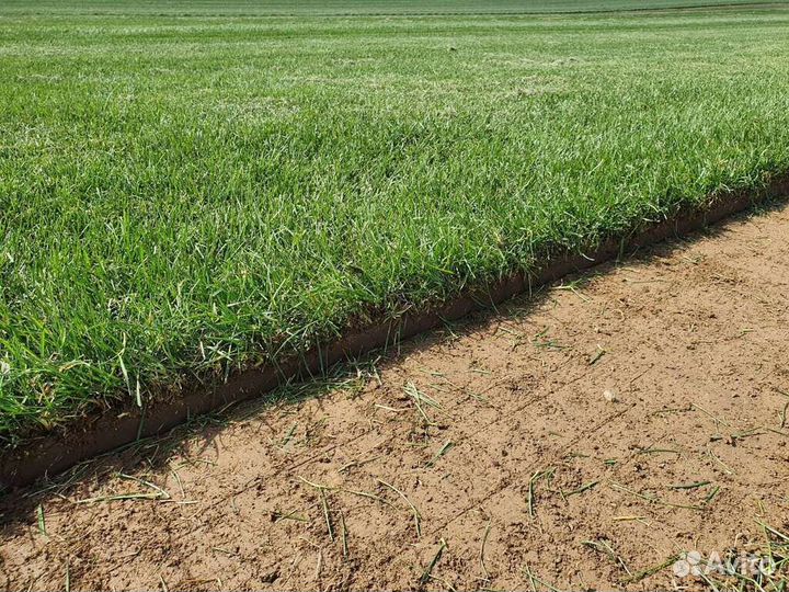 Рулонный газон