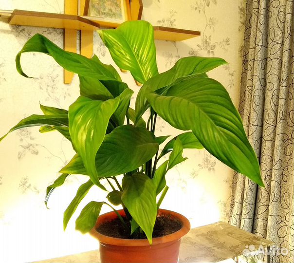 Спатифиллум и другие цветы