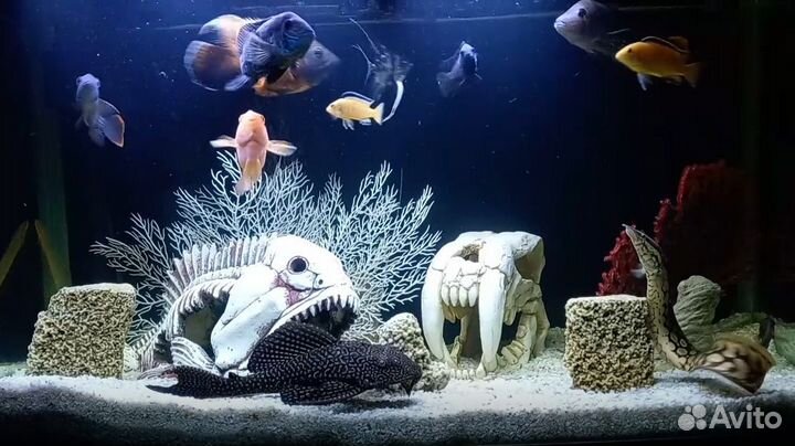 Аквариумы и принадлежности