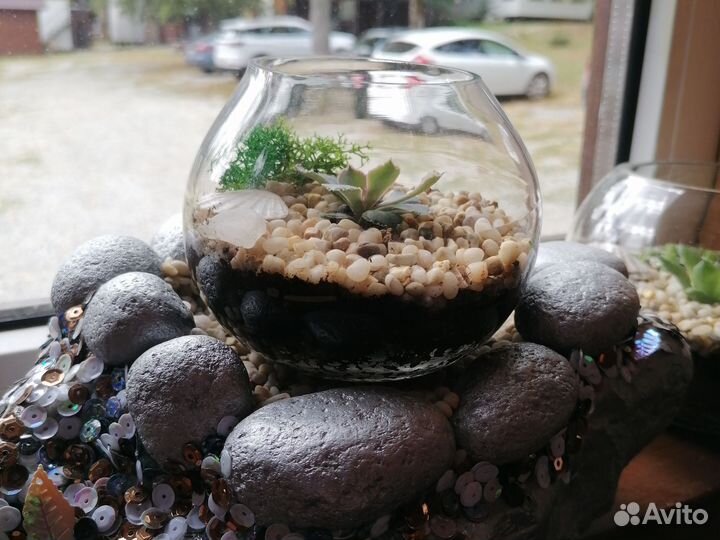 Комнатные цветы